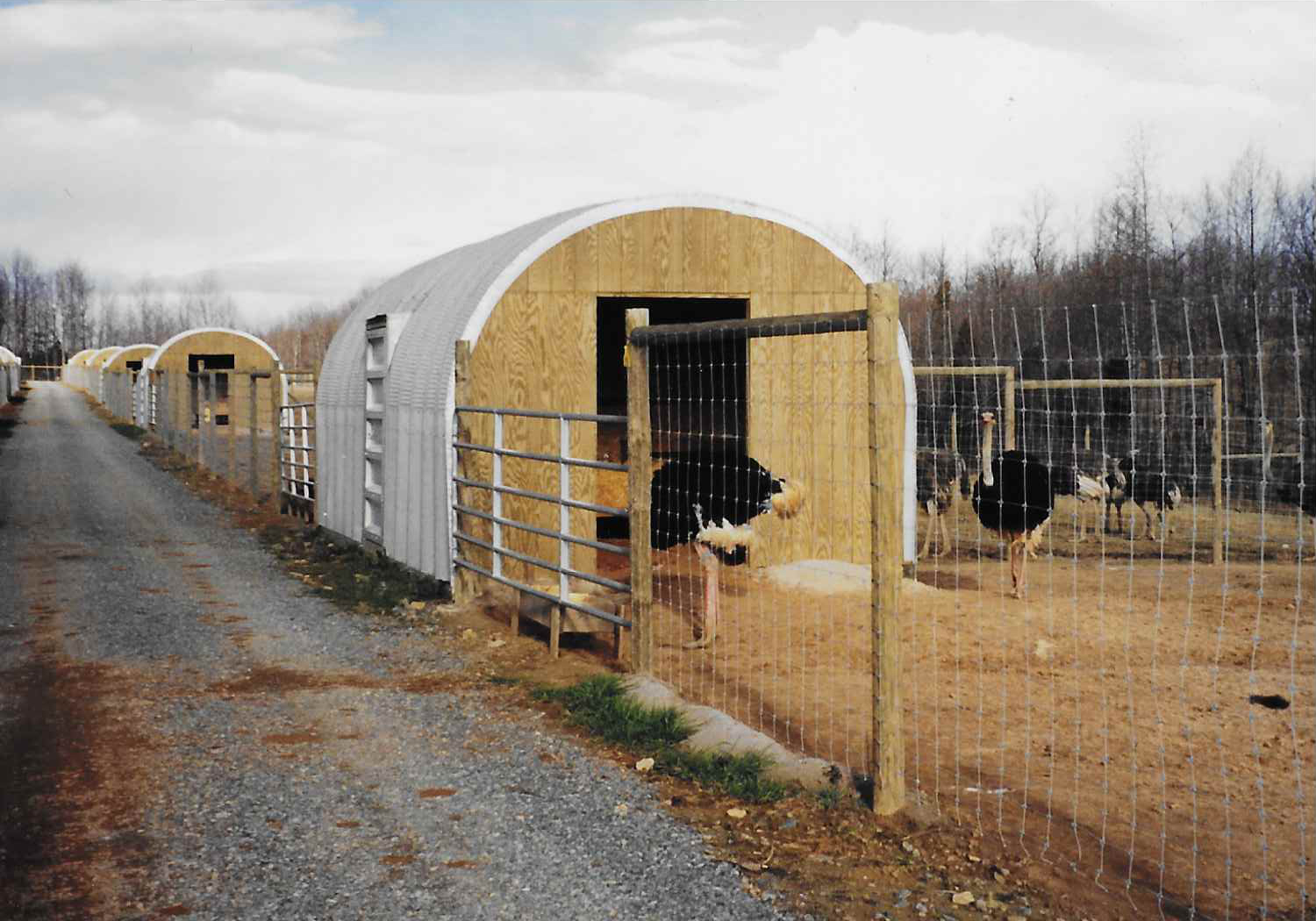 Steel buildings being used for Ostrich housing